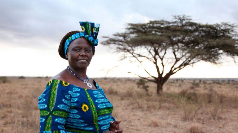 wangari maathai wangari maathai